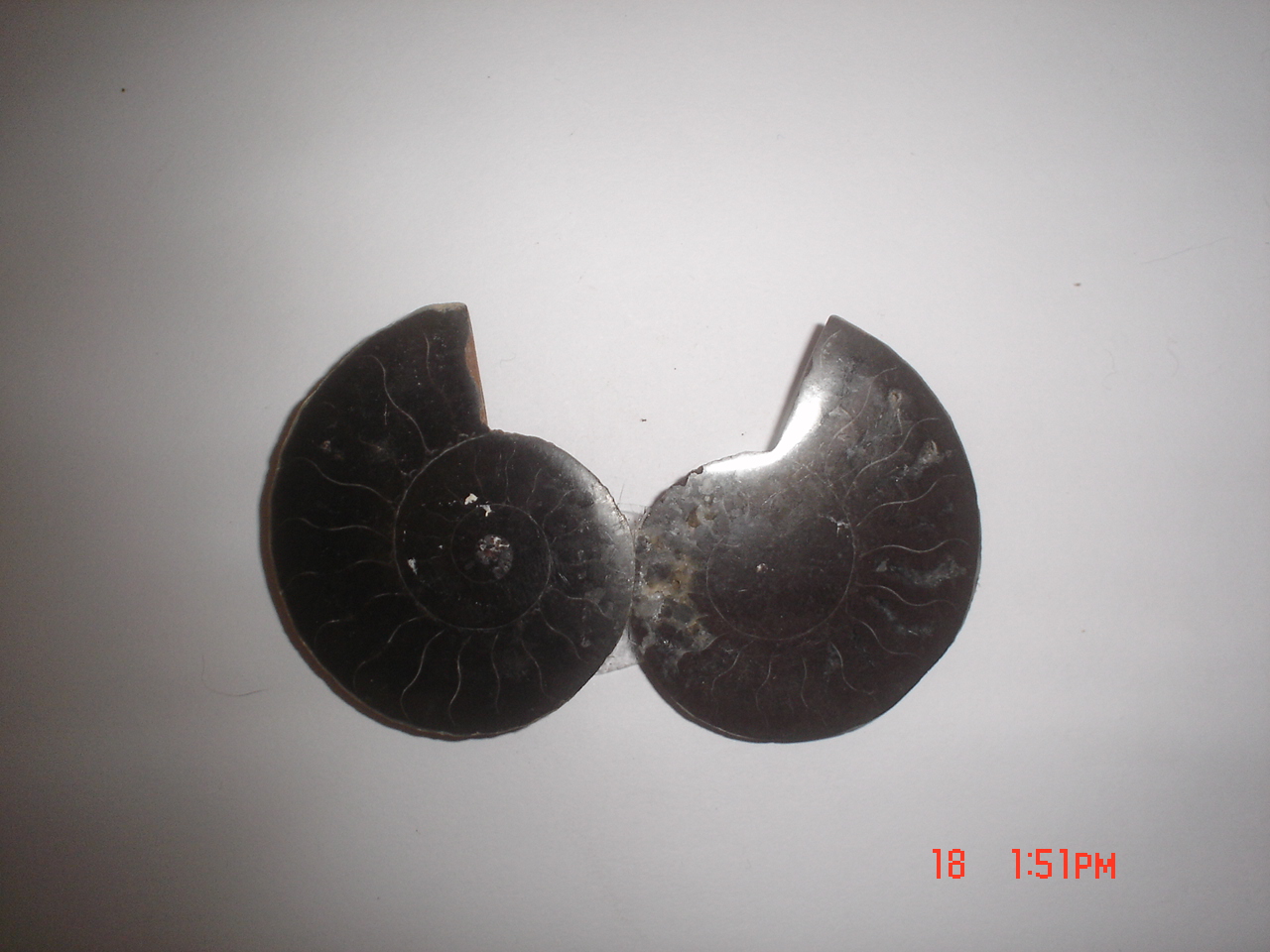 Ammonite Pair (SPE12)