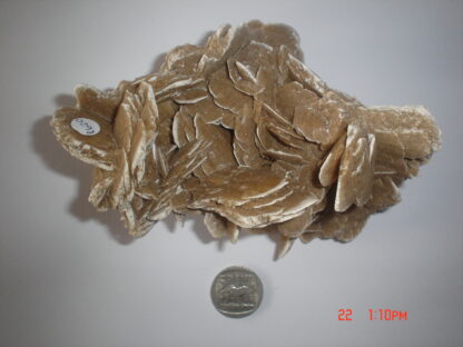 Desert rose