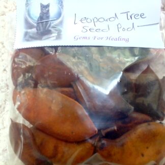 Natural leopard tree seed pods