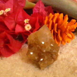 Cactus Quartz from Boekenhoutshoek